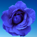 blue rose