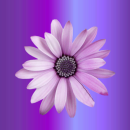 purple flower