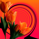tulip