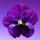 purple flower