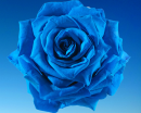 blue rose