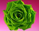 green rose