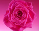 pink rose