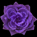 purple flower