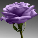 purple rose