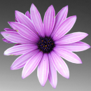 purple flower