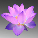 purple lotus