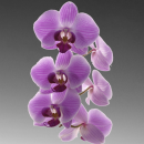 purple flower
