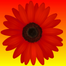 red flower