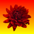 red flower
