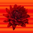 red flower