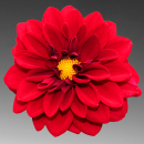 red flower