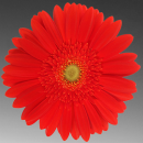 red flower