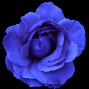 blue rose