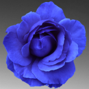 blue rose