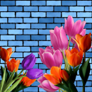 tulip