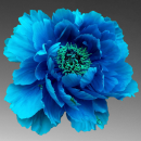 blue flower