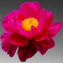 pink flower