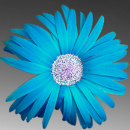 blue flower
