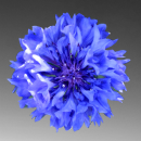 blue flower