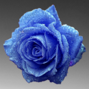 blue rose