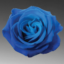 blue rose
