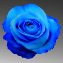 blue rose