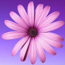 purple flower