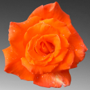 orange rose