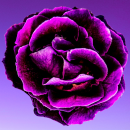 purple flower