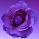 purple rose
