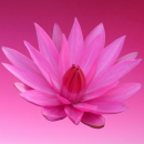 pink flower