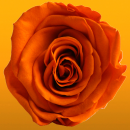 orange rose