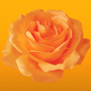 orange rose