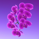 purple flower