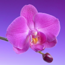 purple flower