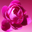 pink flower