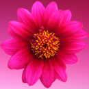 pink flower