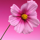 pink flower