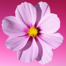 pink flower