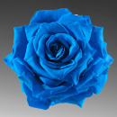 blue rose