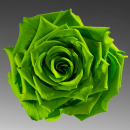 green rose