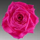 pink rose