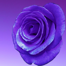 purple rose