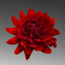 red flower