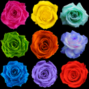 roses