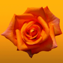 orange rose
