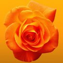 orange rose