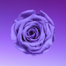 purple flower