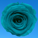 teal rose